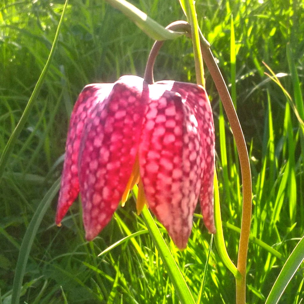 fritillary